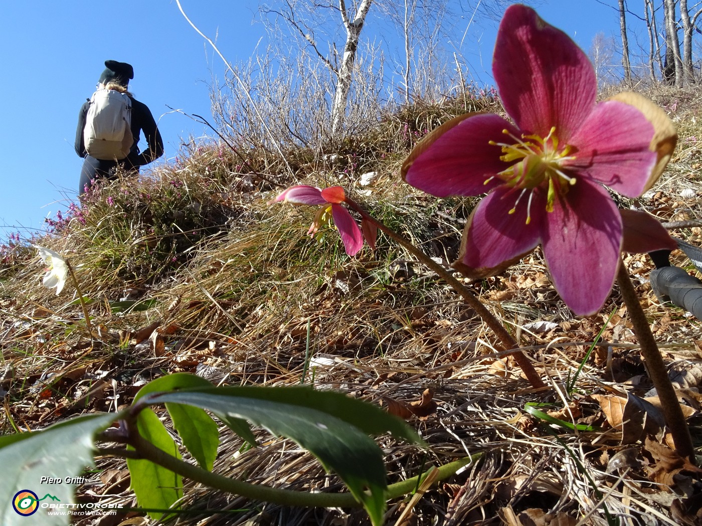 02 Ellebori in fiore sul sentiero.JPG